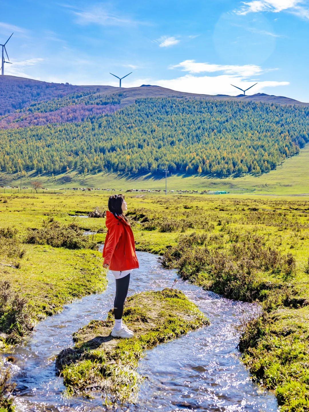 一篇说清丰宁坝上草原怎么玩‼️3天2晚美到爆