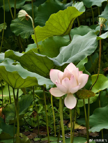 龙船起水，端午快到了，荷花争相迎来，荔湾湖的花单一了点，找到一朵未开的并蒂莲