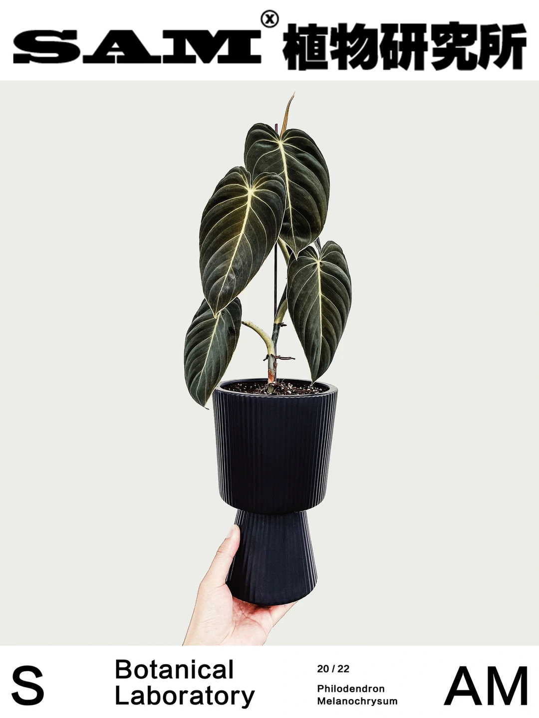 黑金蔓绿绒｜Philodendron Melanochrysum