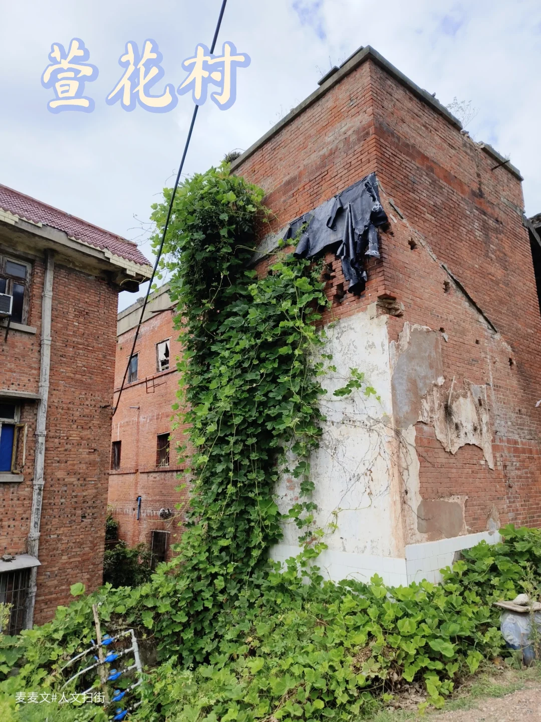 【永川】人类文明消失后，绿植爬满红砖房