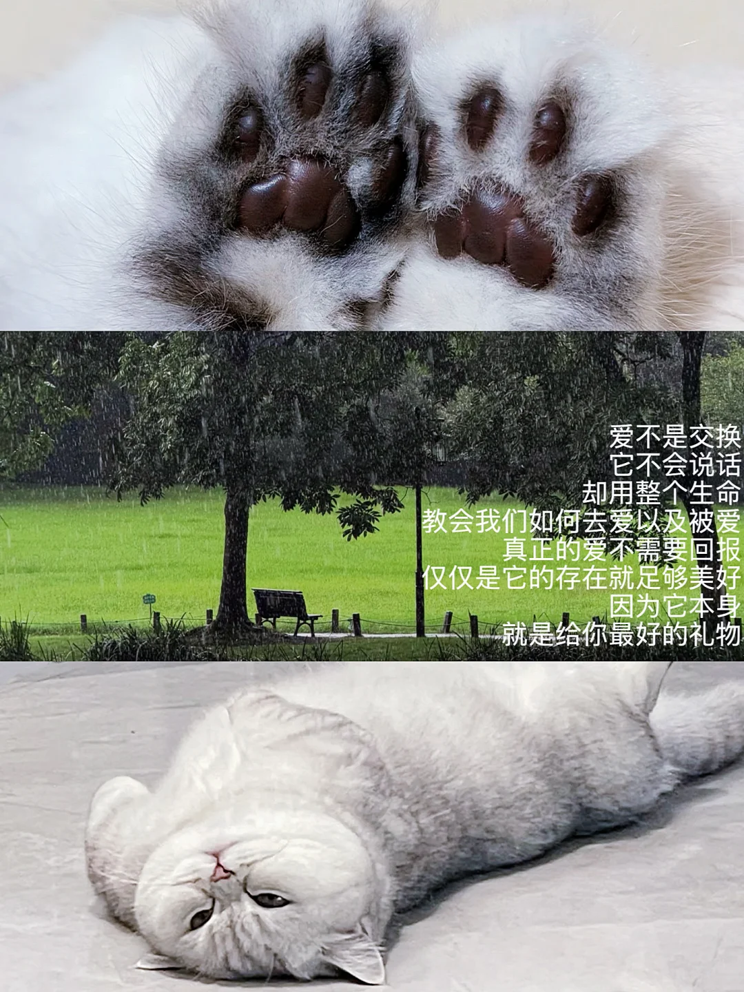 养猫后🐈才真正懂了什么是无条件的爱