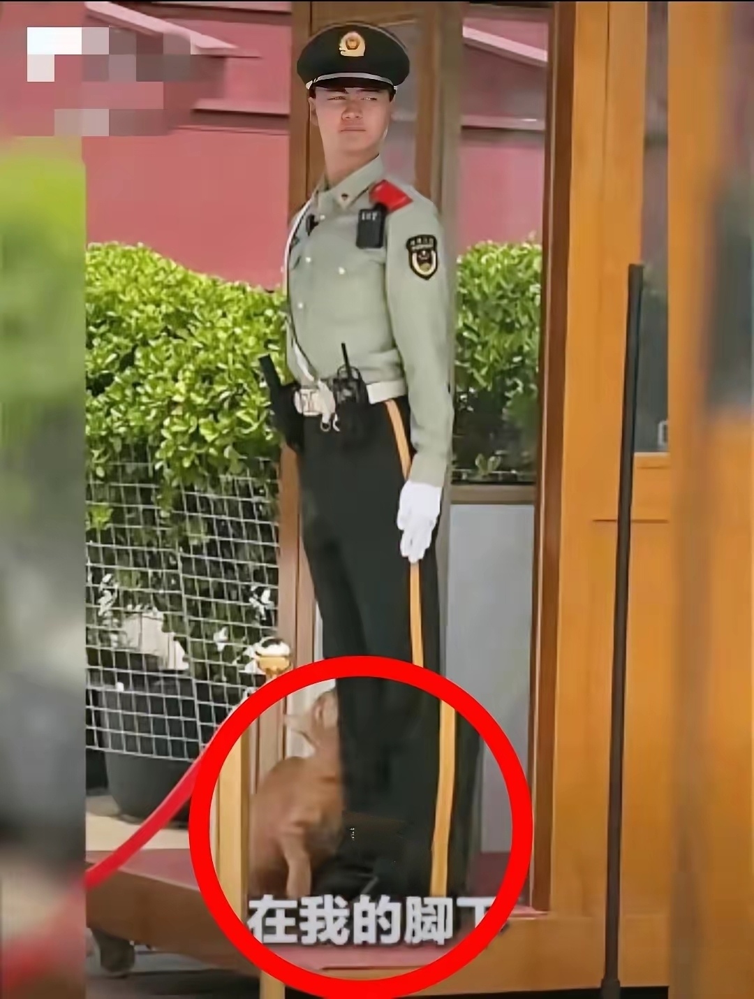 这事儿终于有后续了！
那只跑到哨位上撒娇的小猫，
人民日报都给报道了。就是那个画