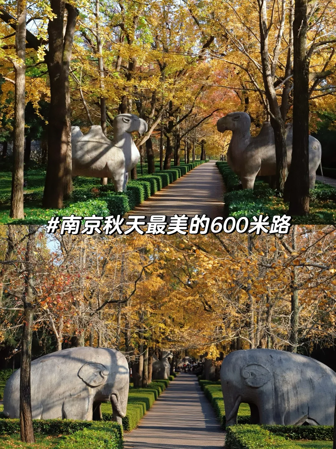 明孝陵最佳观赏期！错过等一年！南京赏秋攻略