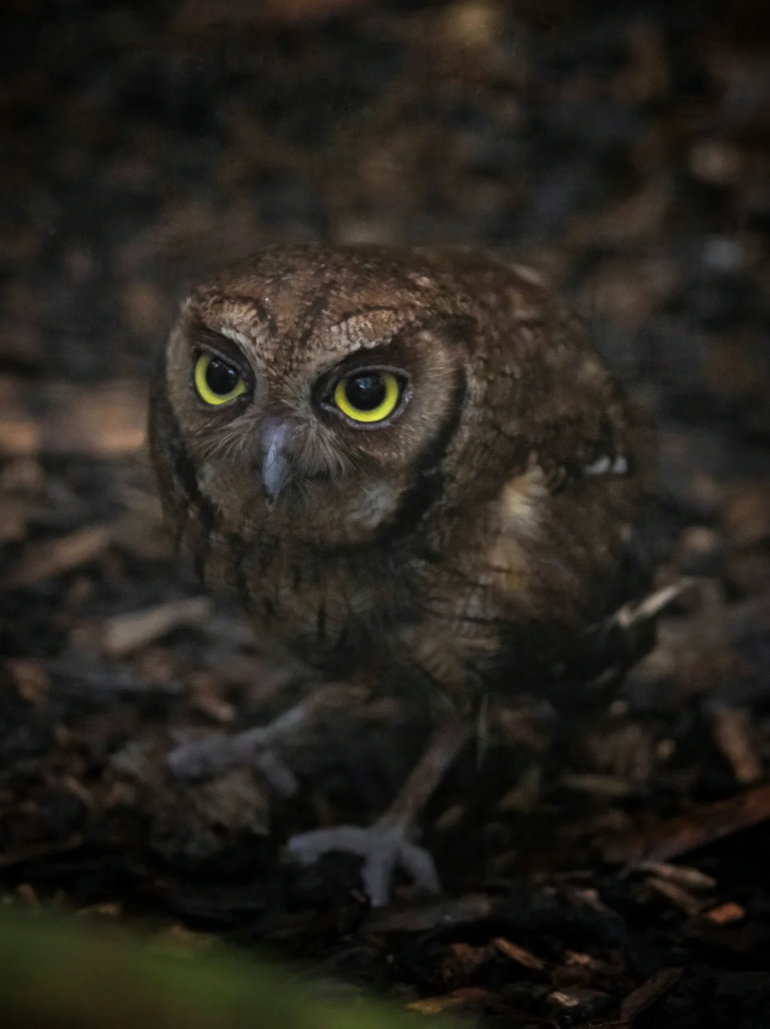 夜观拍到一只热带角鸮，好可爱！