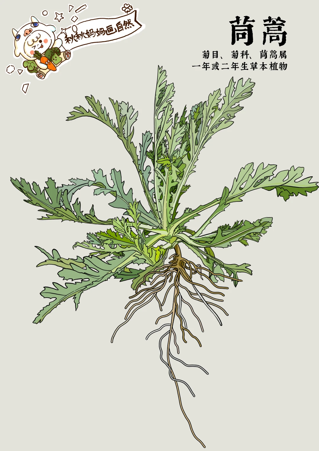 画给孩子的植物科普｜茼蒿