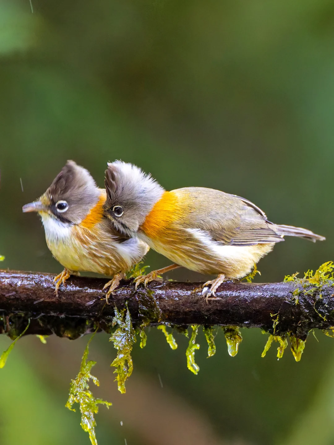 如此可爱的小胖鸟，好想rua！