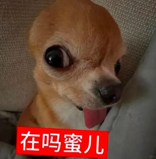 吉娃娃表情包来袭