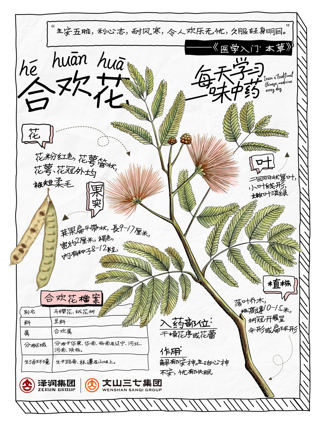 👉🏻每天学习一味中药|合欢花