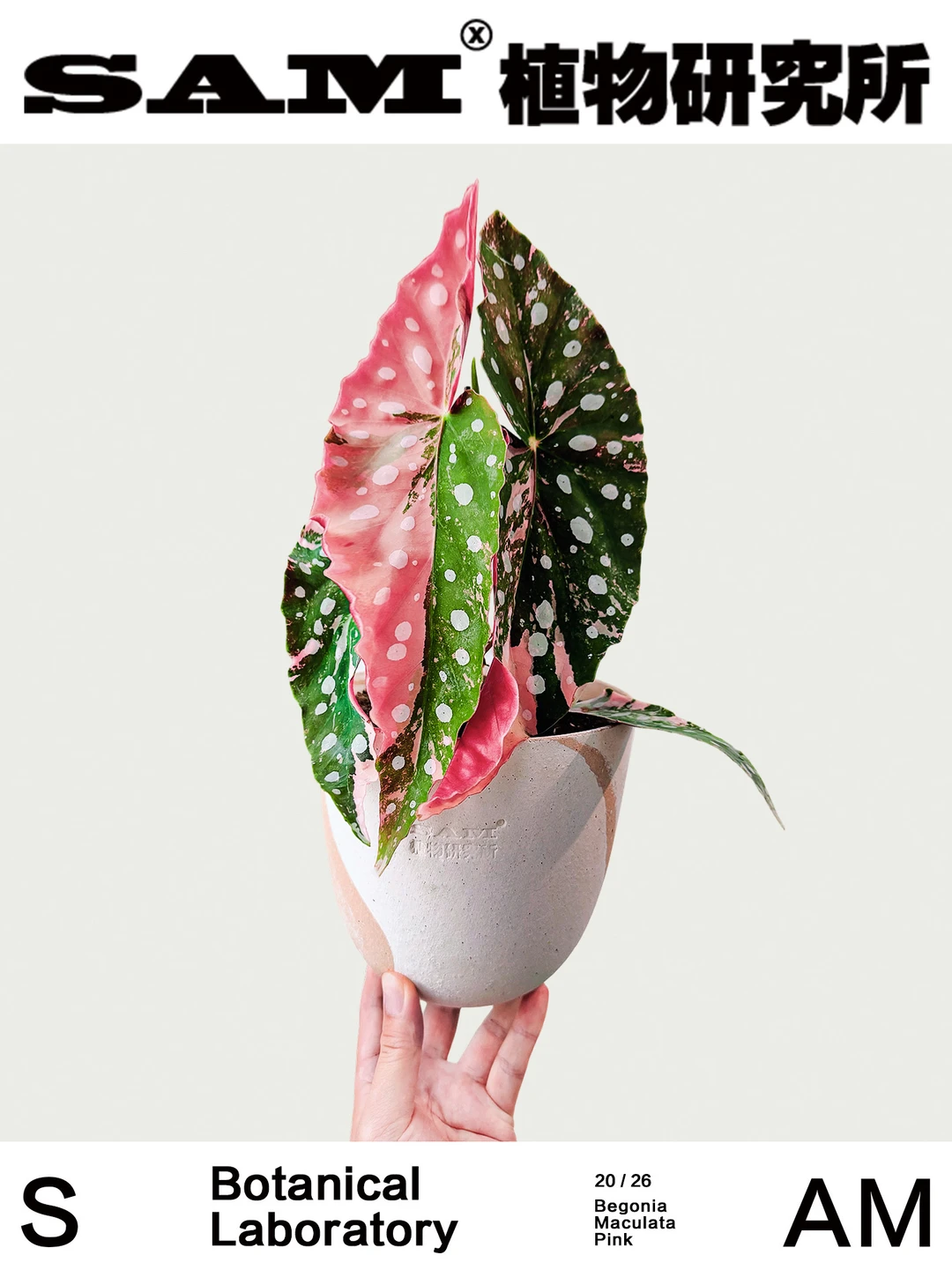 粉锦鳟鱼秋海棠｜Begonia Maculata