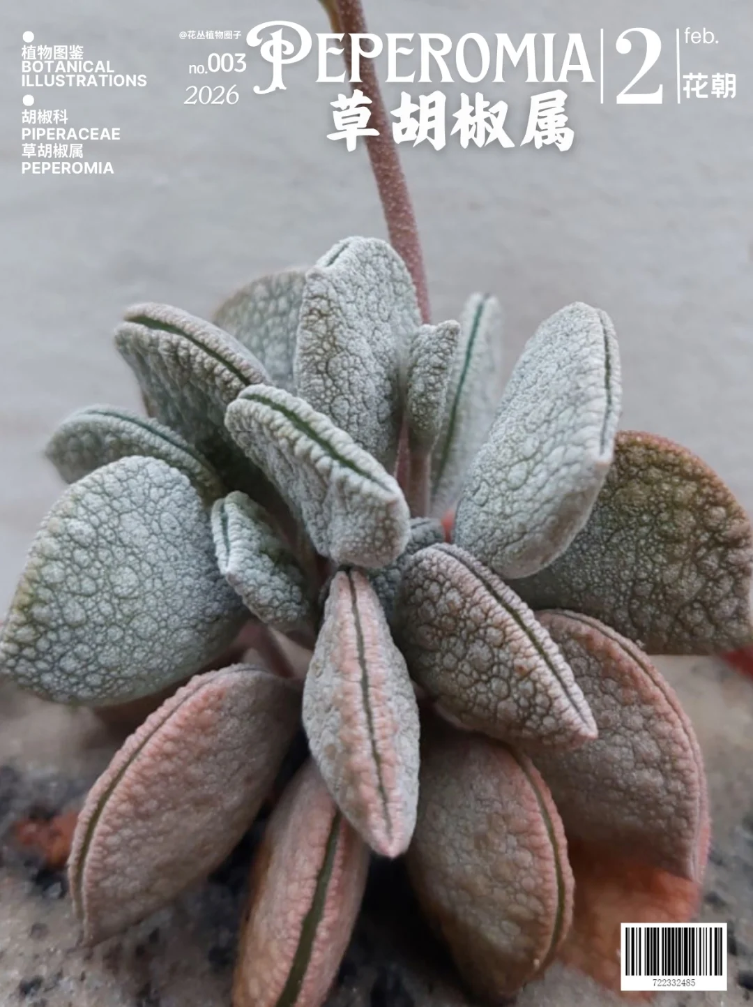 草胡椒属Peperomia