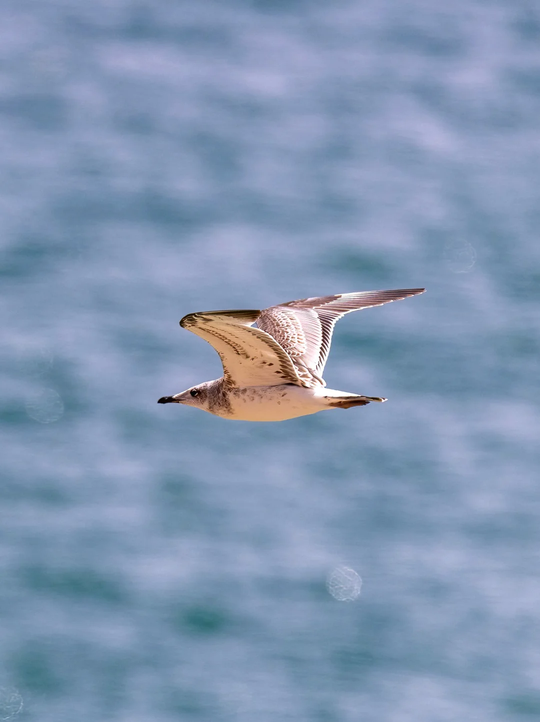 深圳湾竟然也来了渔鸥！