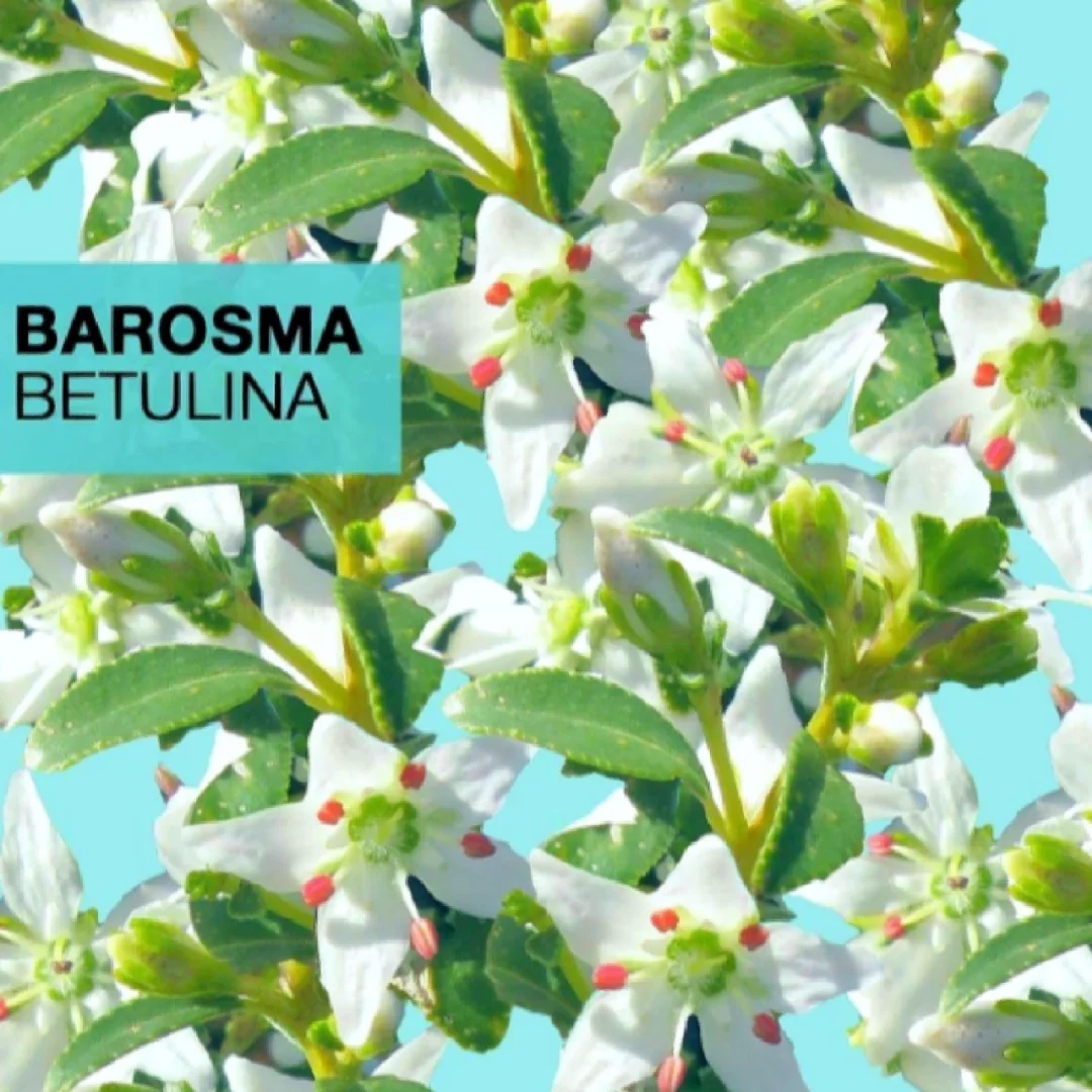 南非香叶植物步枯木～Barosma betulina