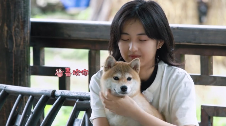 【#盘点明星家的明星小狗#】今天是#国际狗狗日#！的piupiu，家的巧克力，的呆米，的肉肉，领养的小锅，的小吉， 的李白泽~谁家的宝贝让你印象深刻？[柯基] ​​​​