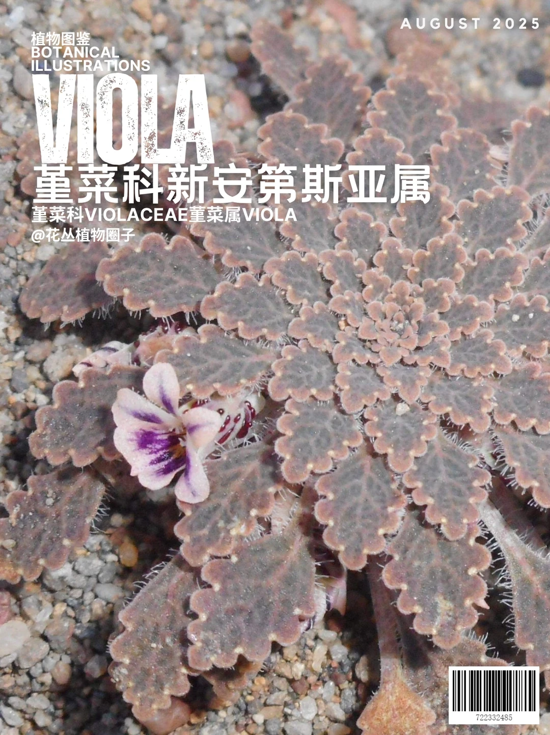 带你走进安第斯山脉的堇菜属奇花异草（上）