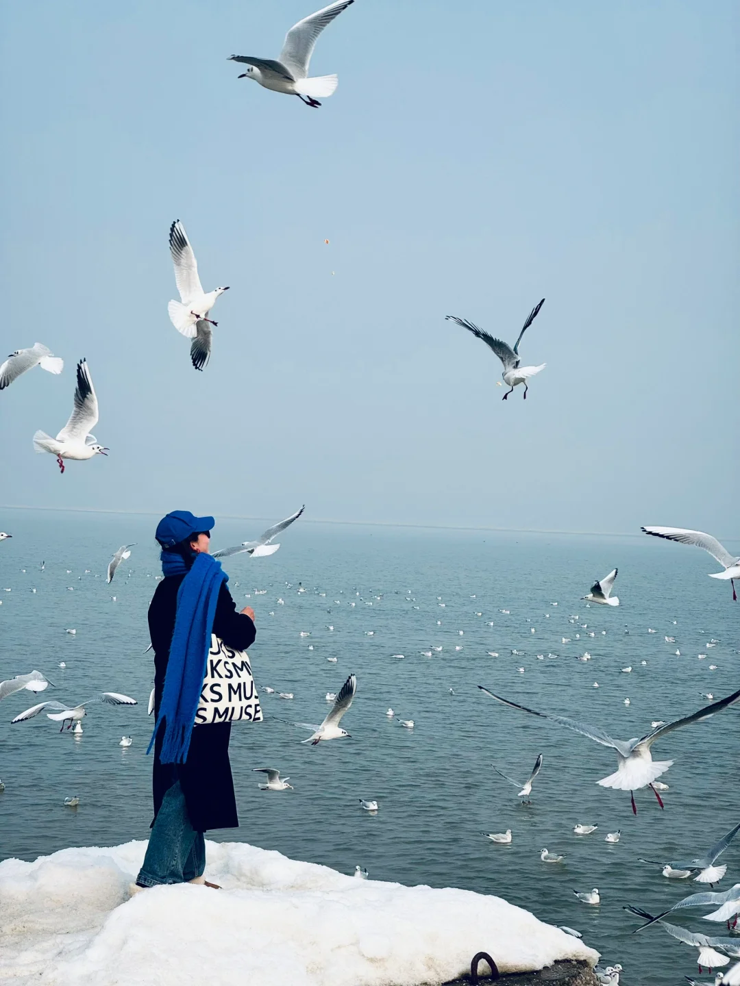 离开天津后劲儿比失恋还大，海鸥真的巨多❗️