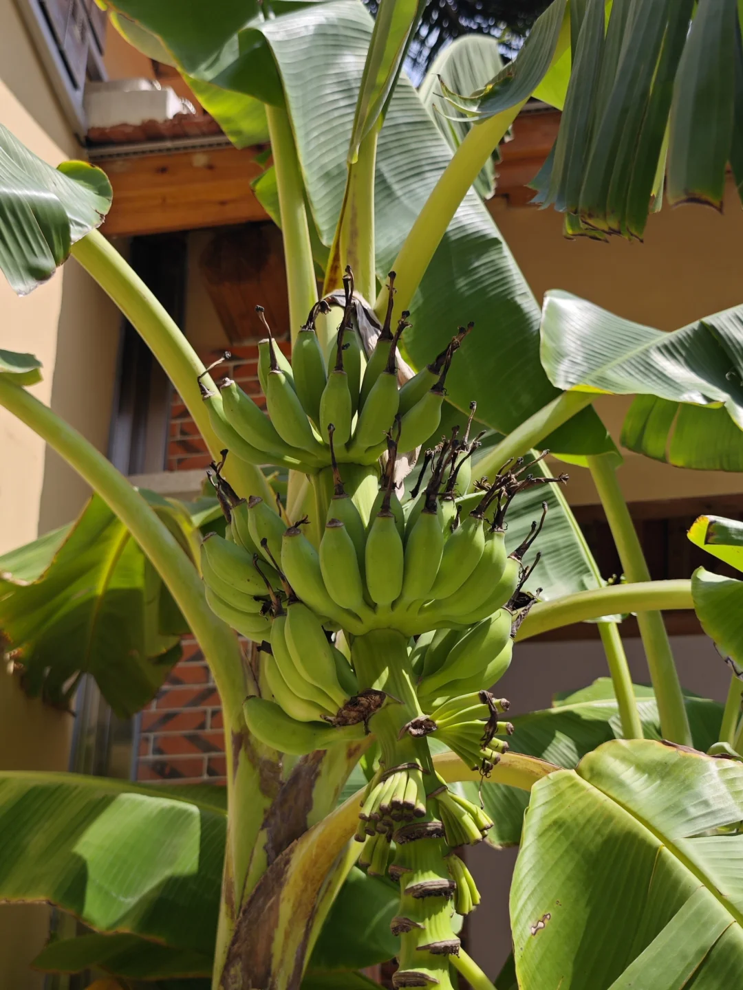 这是香蕉🍌小时候？！