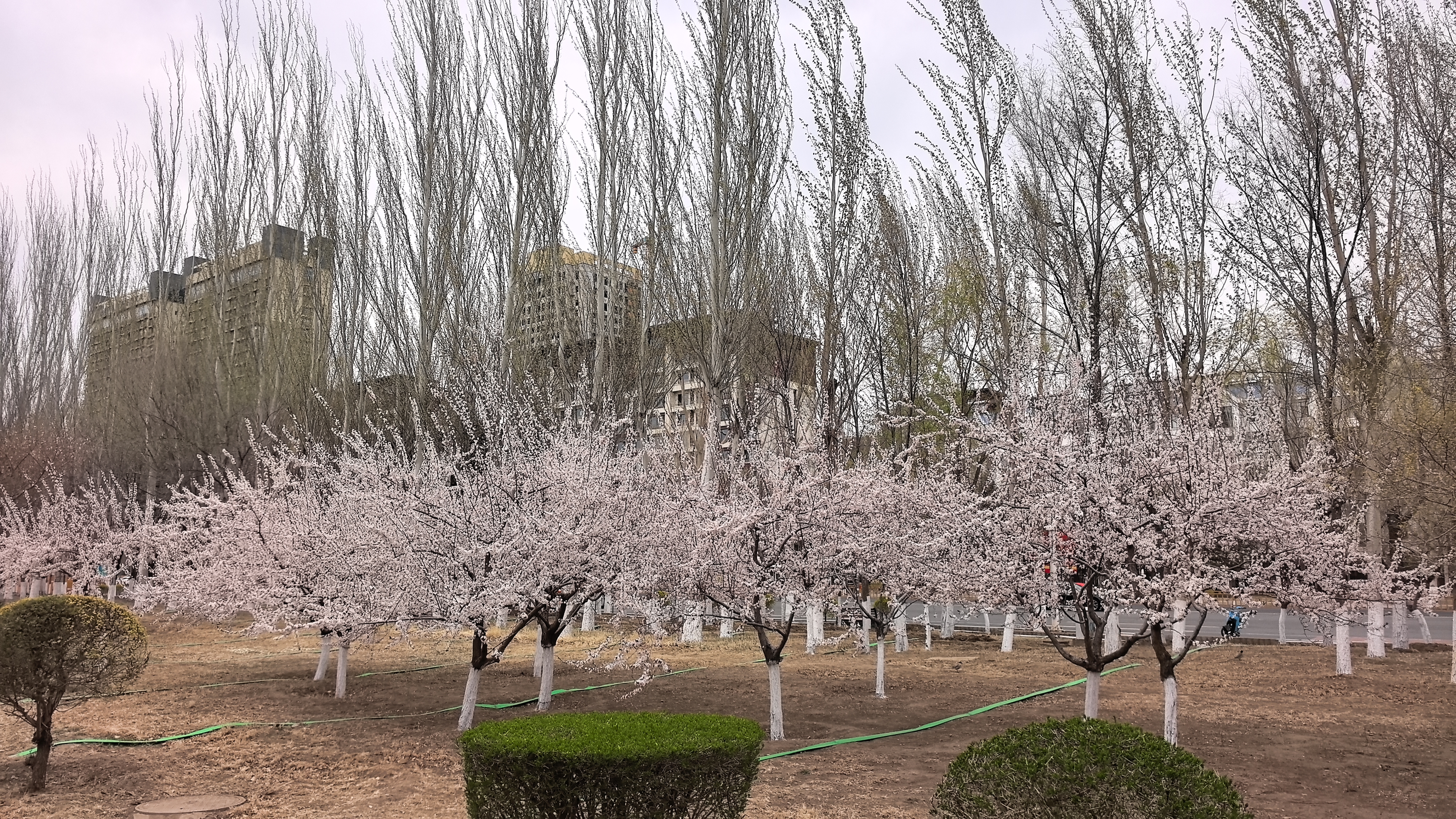 道苏姆砍43分4月26日NBA季后赛西部首轮G4太刺激了！森林狼这局赢...