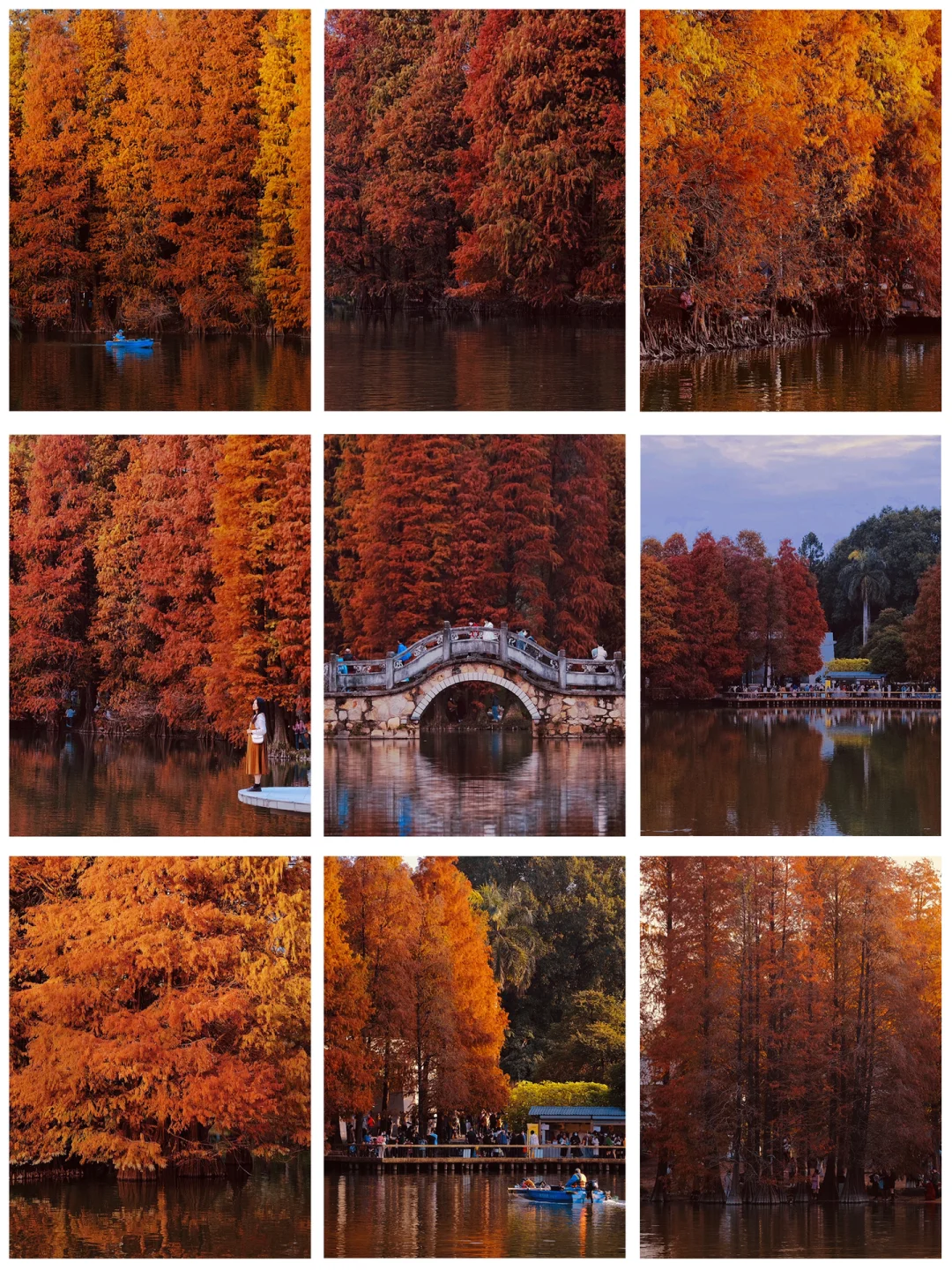 广州冬日里的油画世界🌲华南植物园的落羽杉