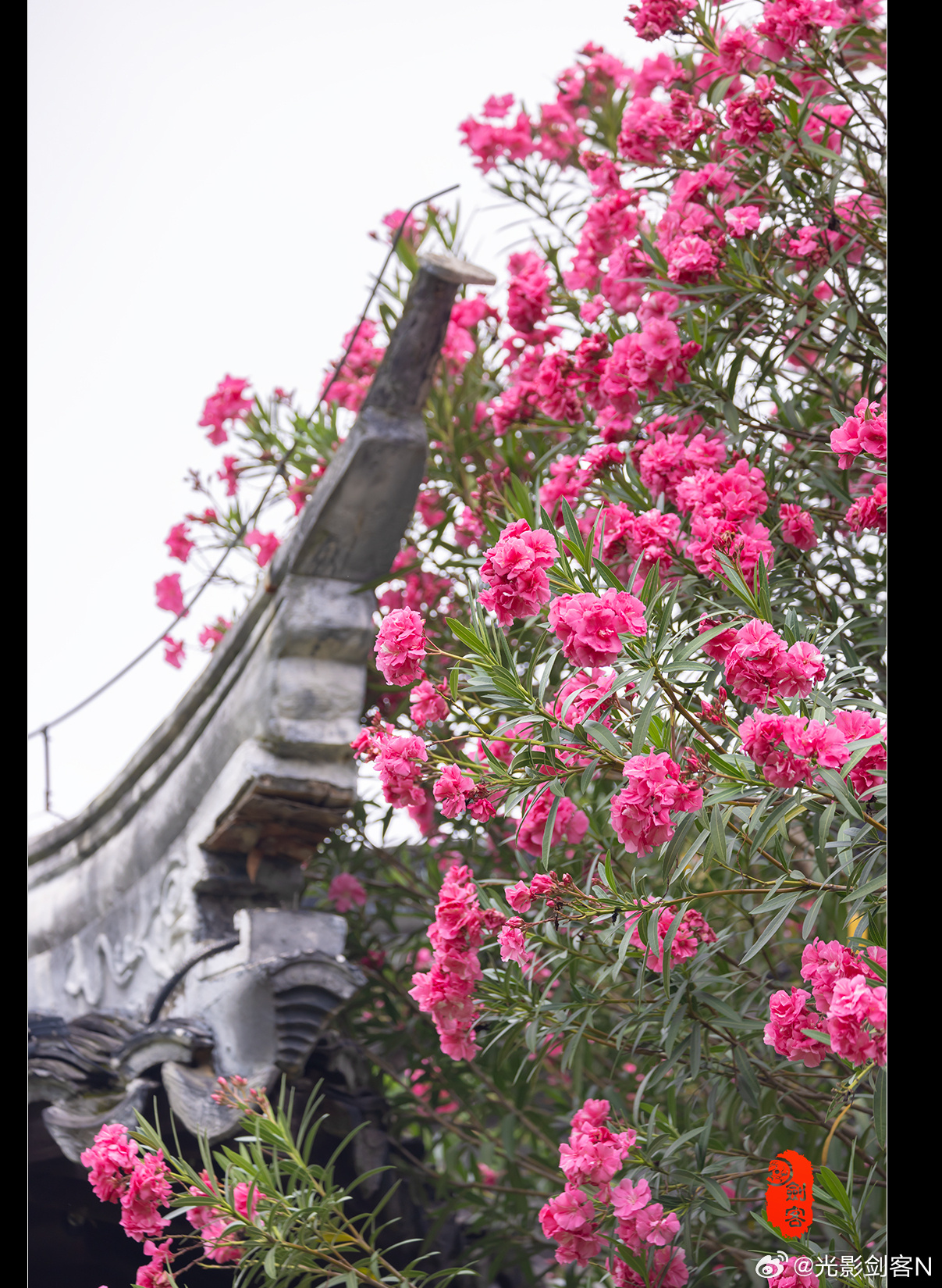 极美南京，瞻园，不止桂花香，粉粉的夹竹桃悄悄的绽放在这秋天里...... 南京读城记你会反复爱上南京我跟南京合个影我还是喜欢南京发现南京 随手拍最美秋天极美南京总要来趟南京吧发现极美南京