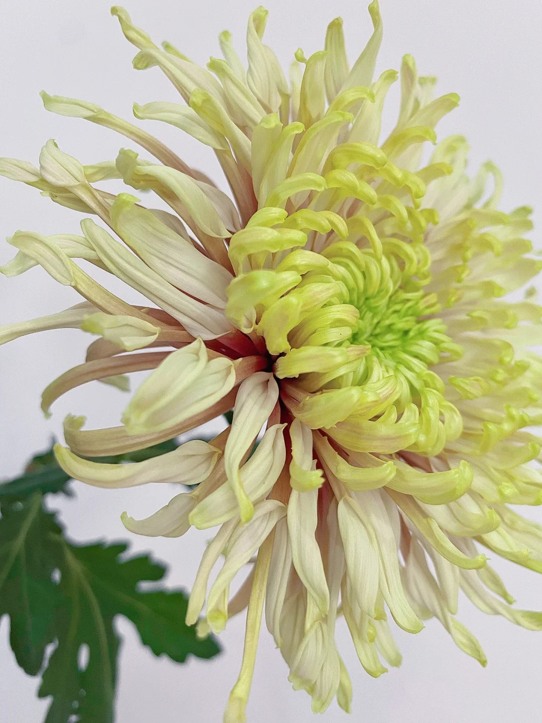 带你每天认识一种花材173｜变异烟花菊