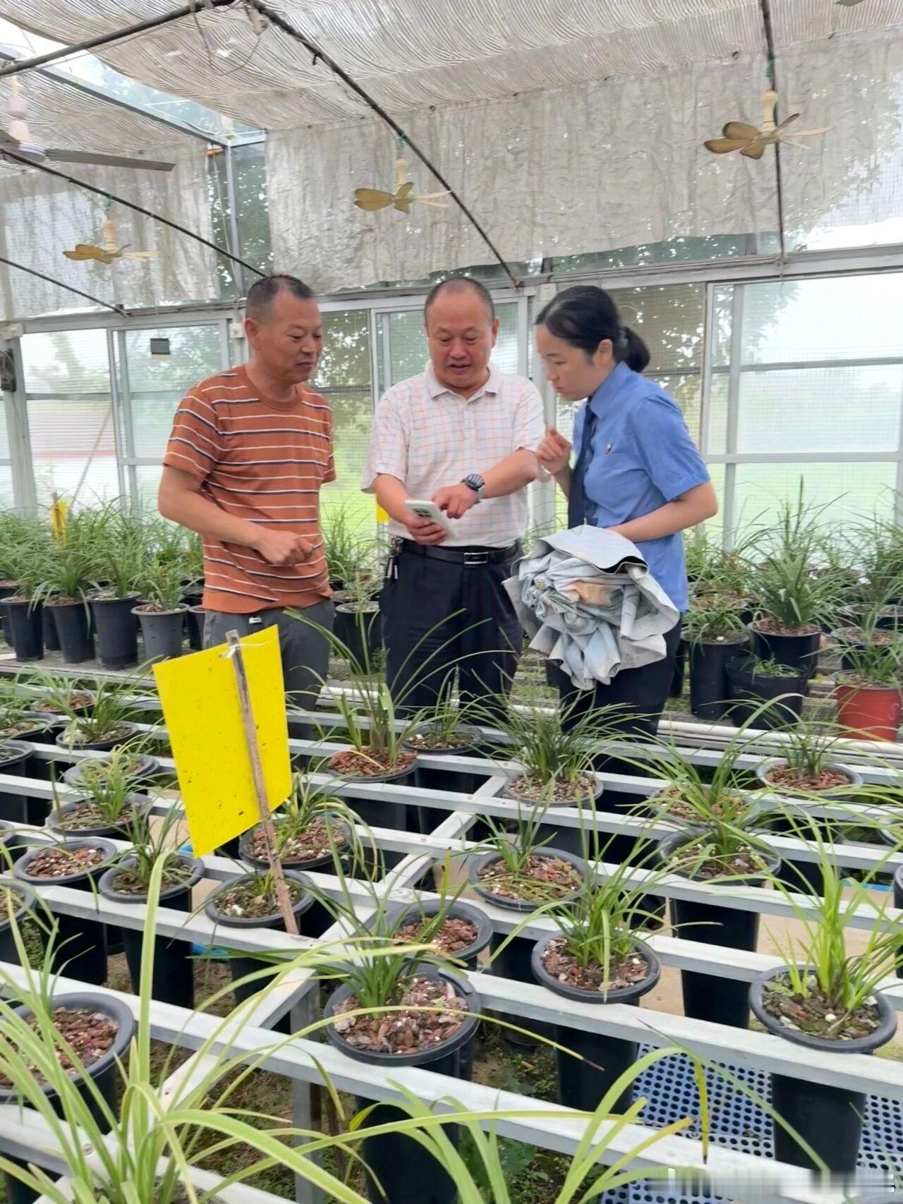 #鄂检新闻##普法宣传#【六株野生兰花的案子，最后追到了行政处罚】丰收的底色，远不止粮食满仓、农民增收，生态安全同样关键。近日，随着一起非法采挖野生兰花案办结，六株国家二级重点保护野生植物被移交专业苗圃悉心养护。2026年6月，枣阳市人民检察院经全面审查认为，王某某犯罪情节轻微、认罪悔罪 ​