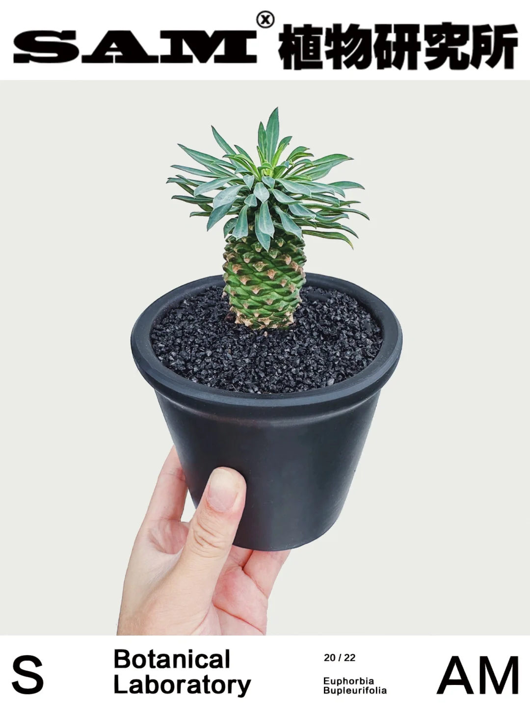 菠萝尼尼丨Euphorbia Bupleurifolia