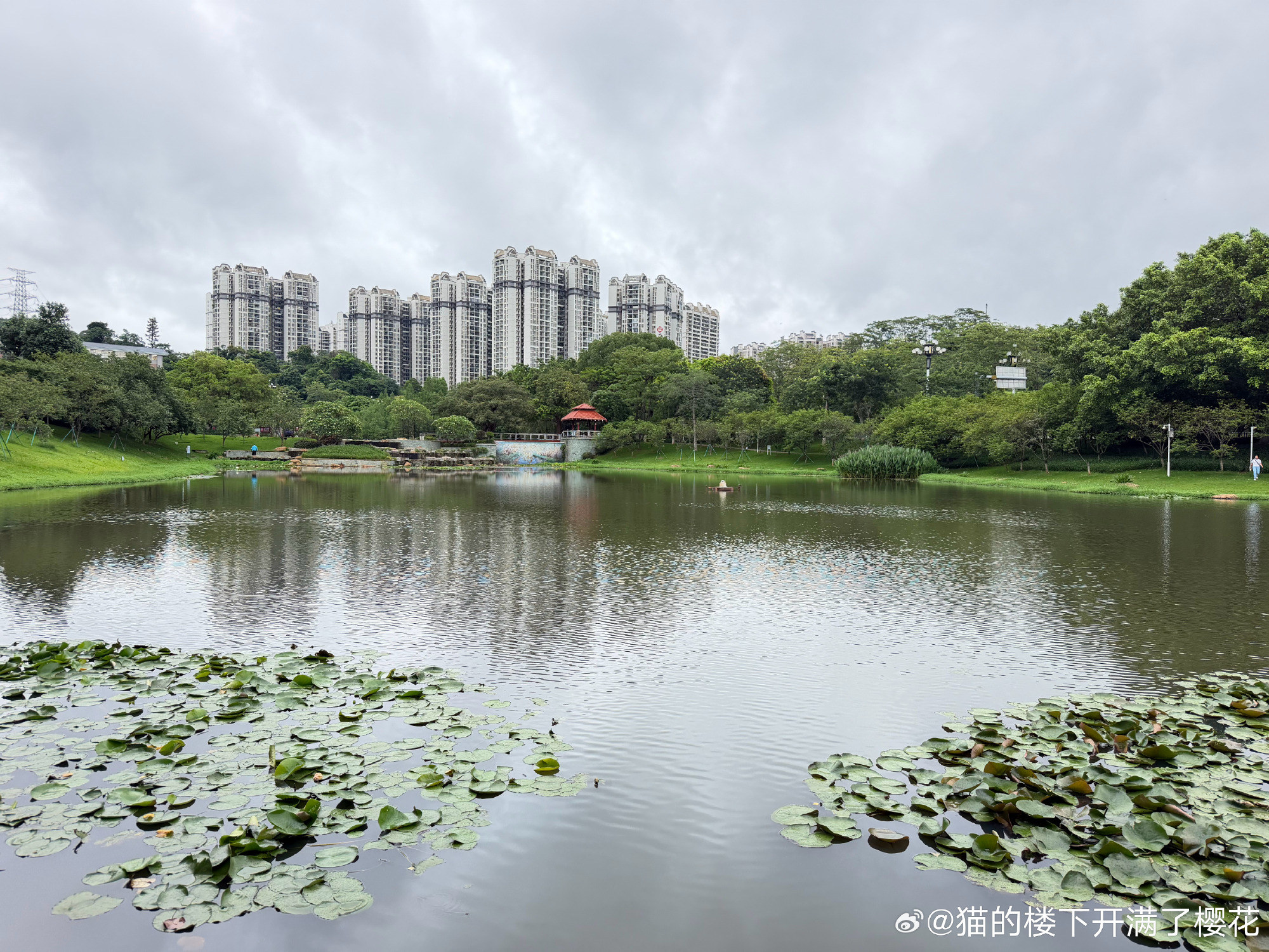一早醒来他看见了春天看见了猫咪幸福的样子气温降了雨水还挂在树上鸟儿让他...