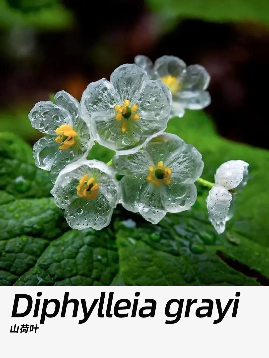 带你每天认识一种花材333｜山荷叶