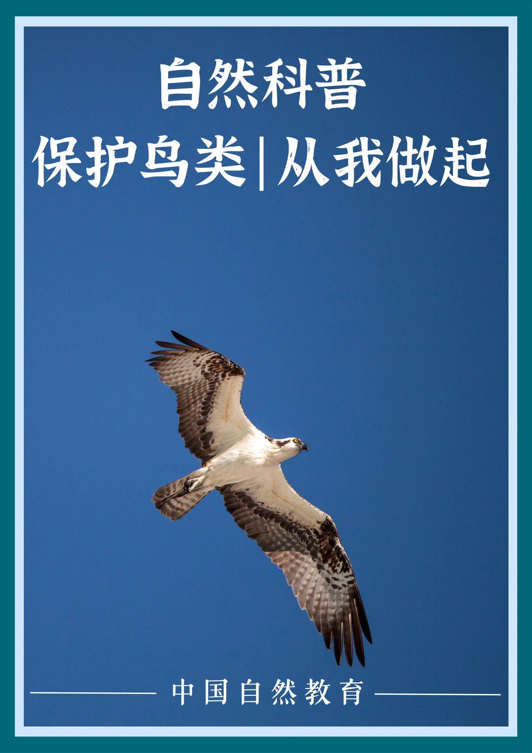 科普知识｜保护鸟类，从我做起