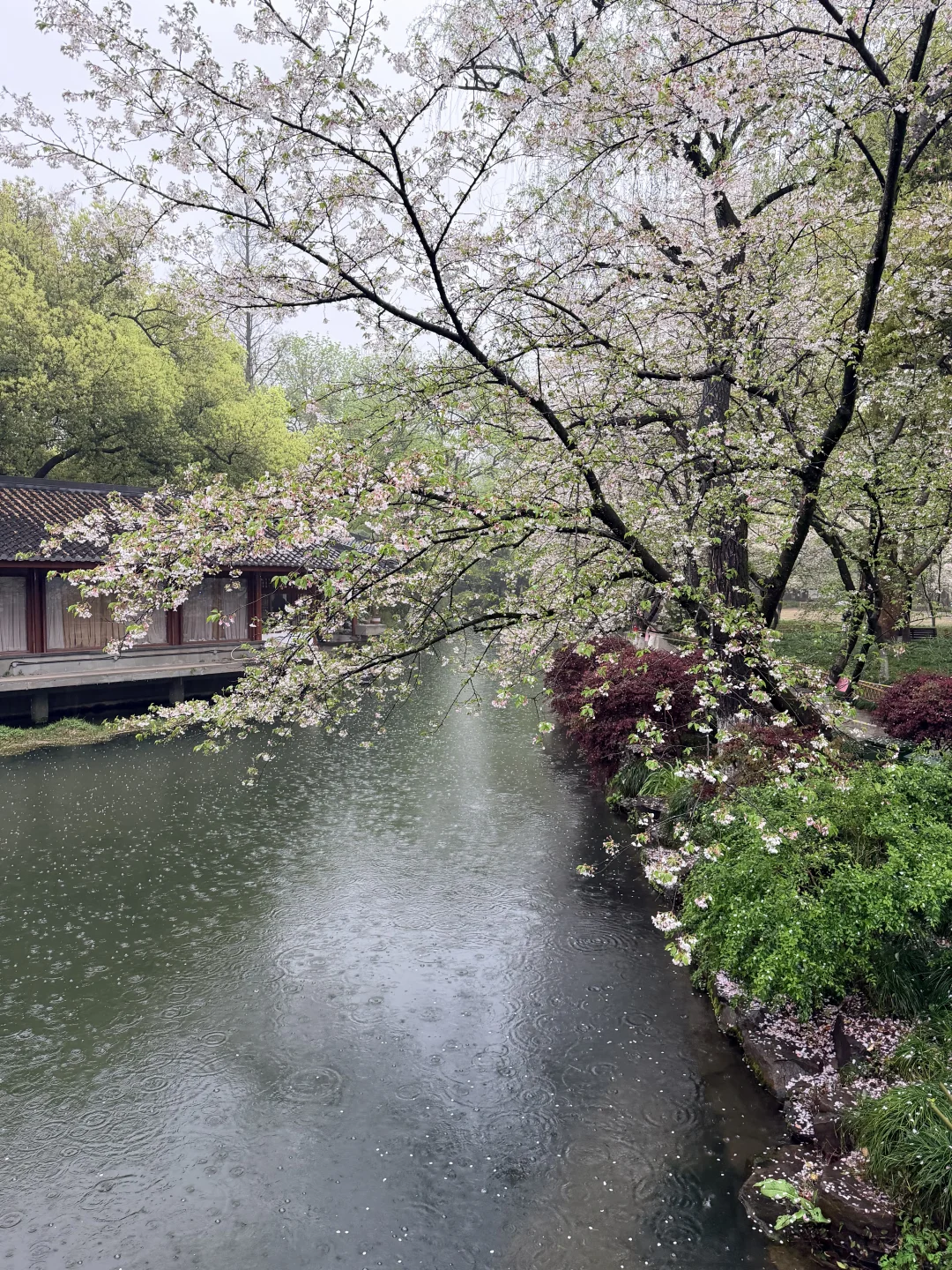 是谁还没看过雨中樱花，美呆了😍