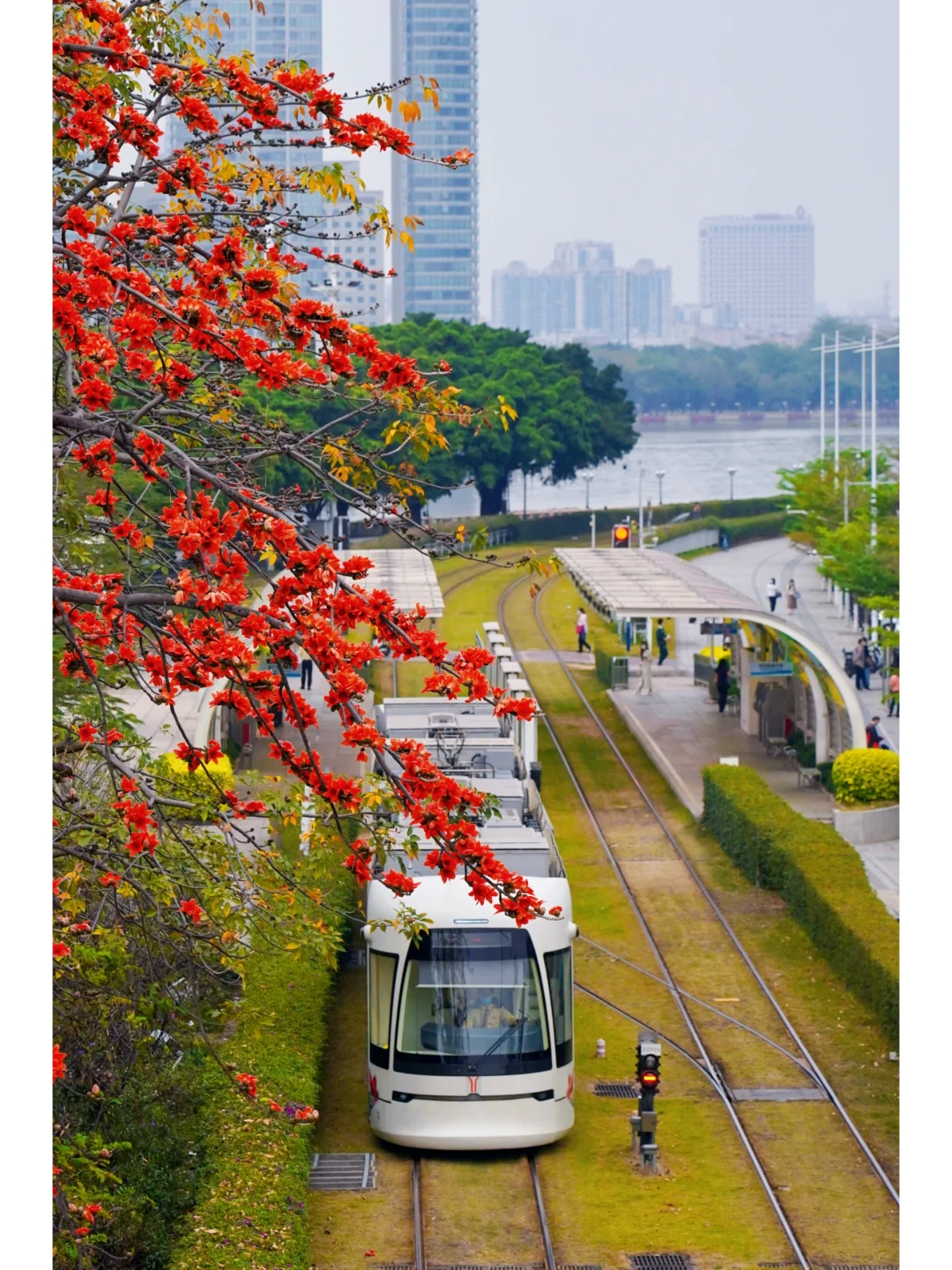 红棉电车🚃 2元打卡花城“最美七公里”