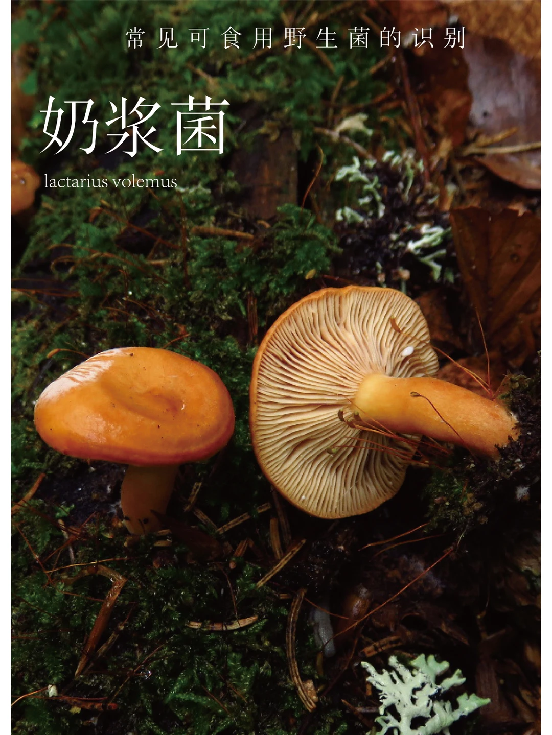 常见可食用野生菌的识别 | 奶浆菌🍄