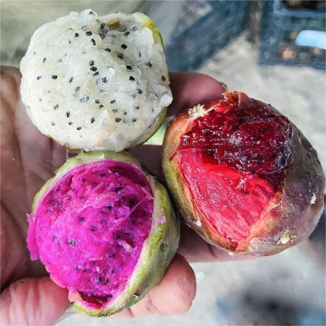 五彩的仙人掌水果Stenocereus stellatus