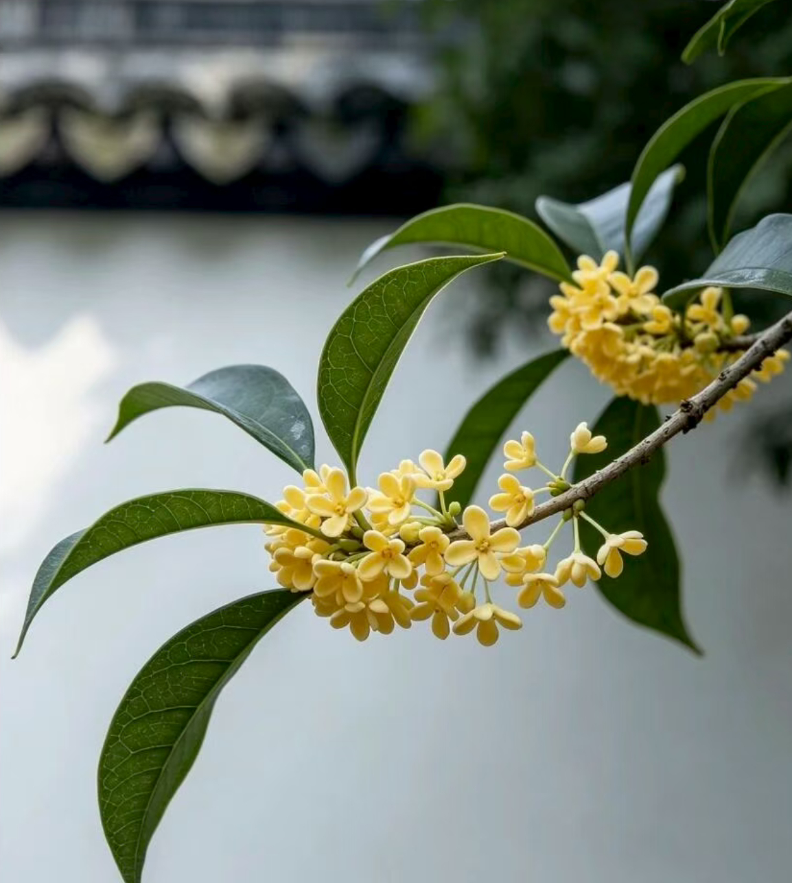 漫行草木间 桂花的香气从感官体验、情绪调节到文化记忆层面，都能给人带来细腻且层次丰富的正向影响；遇见美好 桂花香气中的芳樟醇、紫罗兰酮、橙花醇等挥发性物质，会通过嗅觉神经直接作用于大脑掌管情绪与记忆的边缘系统，温和调节神经状态，不会带来强烈的刺激感；人间烟火 桂花的气味能快速舒缓紧绷感，缓解长时间工作、专注伏案，学习工作后积累的精神疲劳，让焦虑的情绪慢慢松弛下来；风起云散 桂花淡雅的甜香不会过度刺激神经，反而能在需要专注创作配方时，帮你稳住思绪，提升注意力，避免思绪过度涣散；