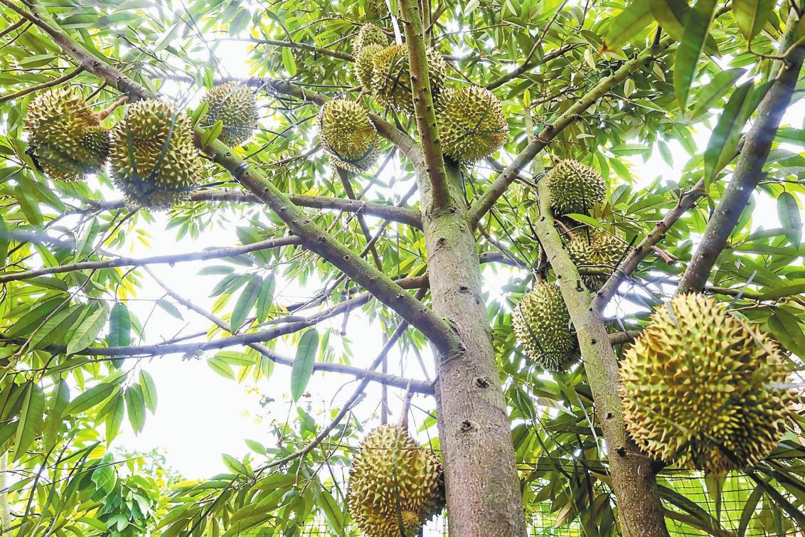西双版纳本土种植榴莲开采
【来源：云南网】
西双版纳榴莲成熟挂果。记者 戴振华 摄
云南网讯（记者 戴振华）9月16日，西双版纳佳乐农业科技有限公司种植基地内的本土榴莲成熟开采。云南省林业和草原科学院、云南热带作物科学研究所的专家来到景洪市勐罕镇，对该公司种植基地内的榴莲进行检测和品鉴。
云南热带作