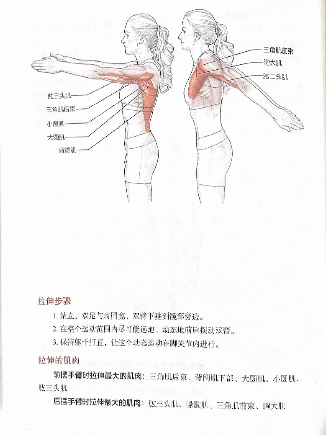 肩胛不适的试试这个拉伸