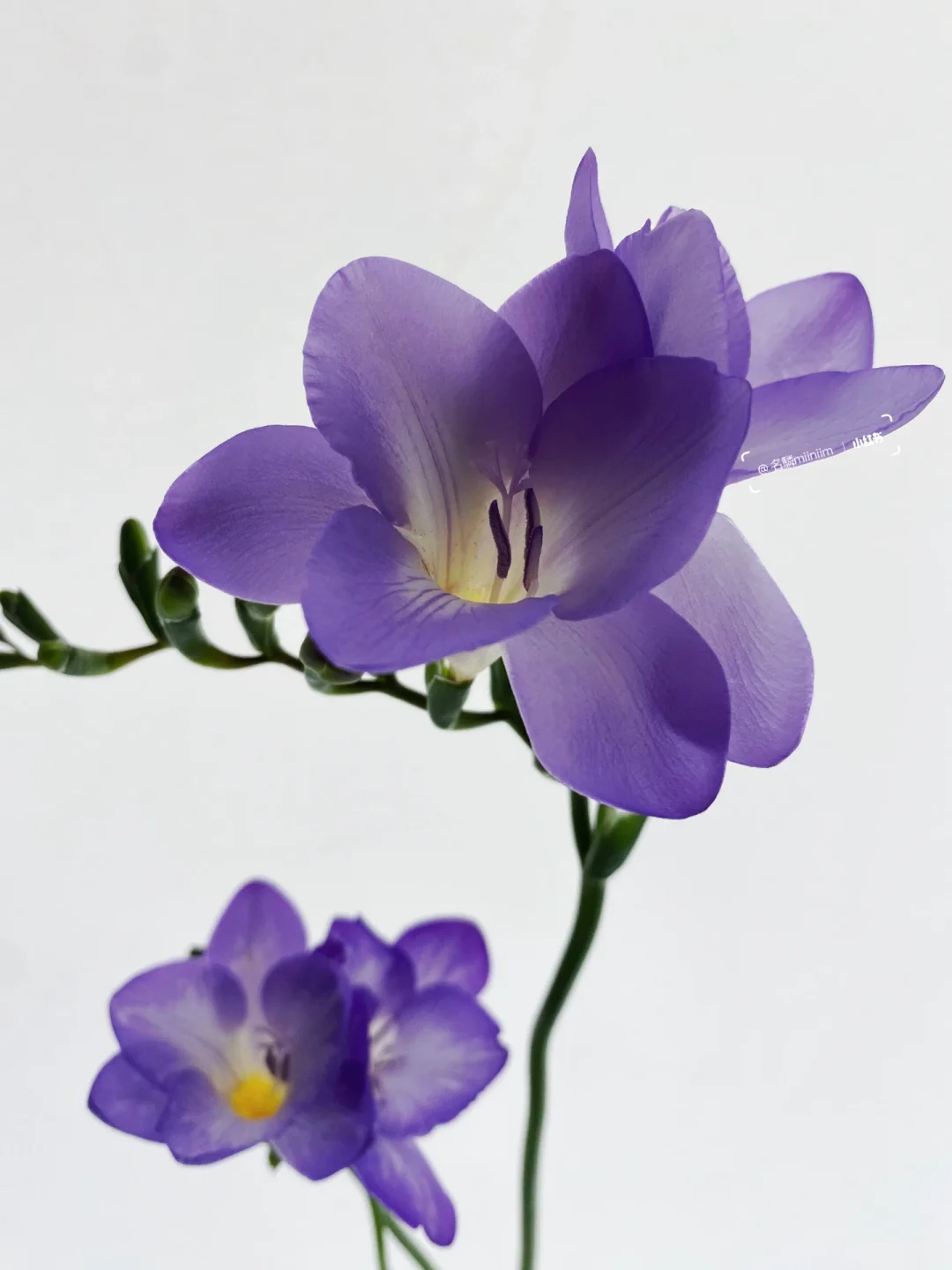 花材分享｜仿佛AI生成的光滑质感🟣🟡小苍兰