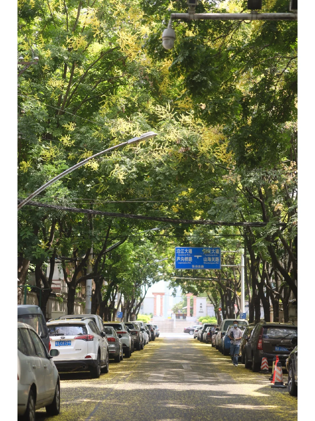 我宣布这是武汉最浪漫的街道，秋日必逛❗️