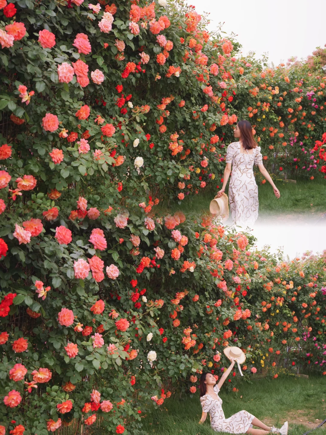北京一整面的月季花墙‼️一头扎进浪漫里‼️