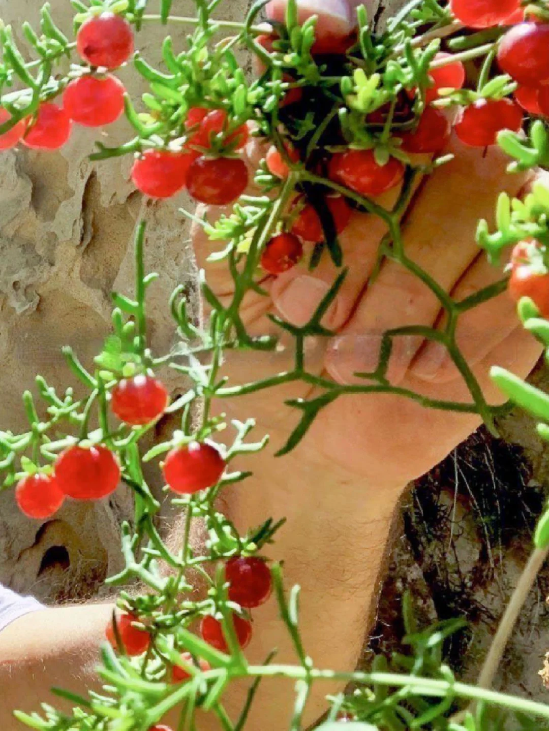 稀有浆果 Malacocarpus crithmifolius