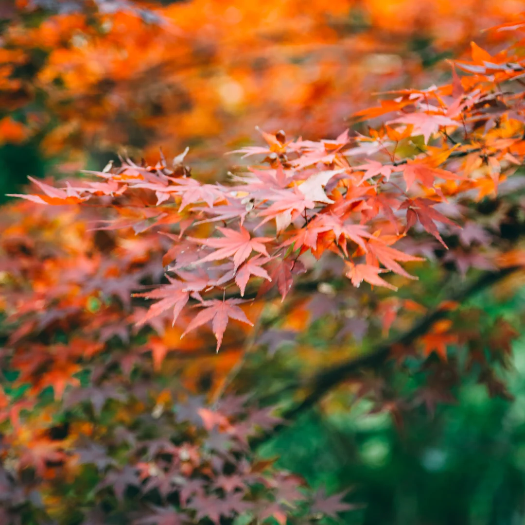 南京最美的秋天在这里🍁