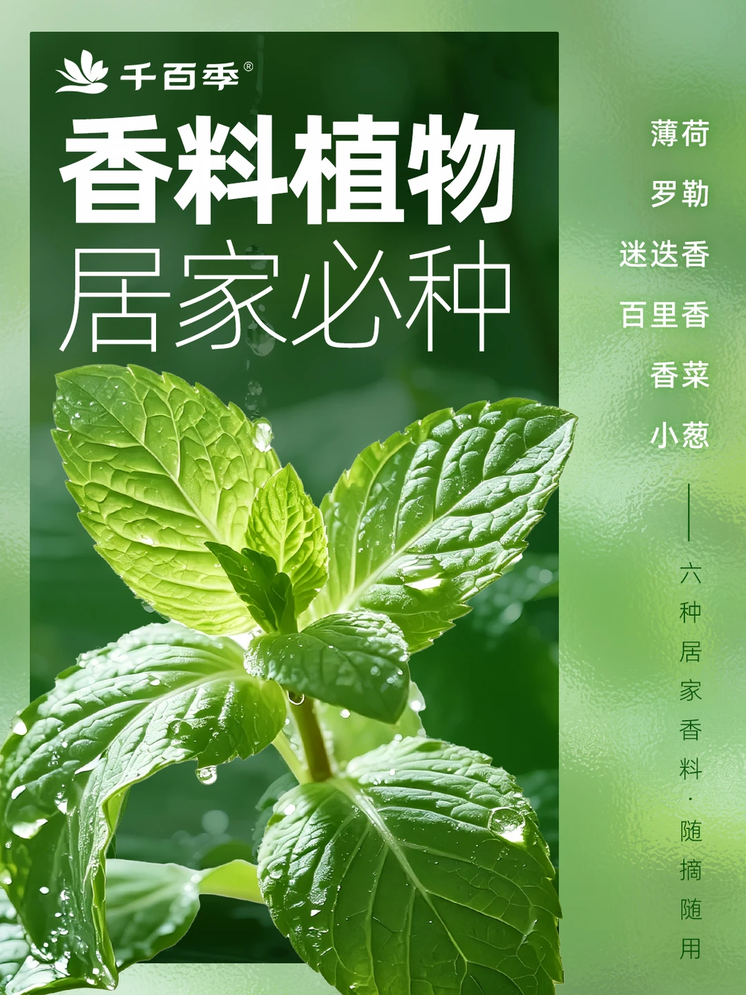 家庭园艺分享🌿6款可食用香料，实用满分