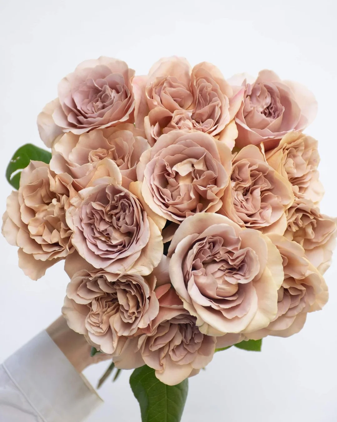 带你每天认识一一种花材143｜咖啡拿铁