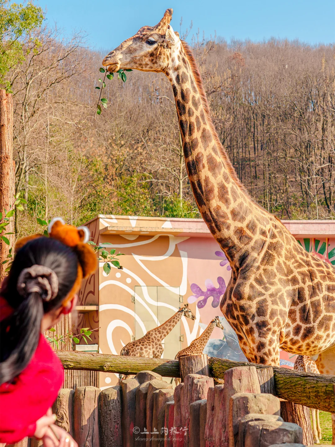 迄今为止，2026最喜欢的动物园出现了……