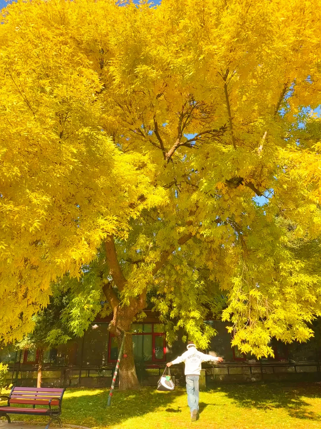 10.28实况播报❗️2块钱的公园神树🍂美疯了❗️