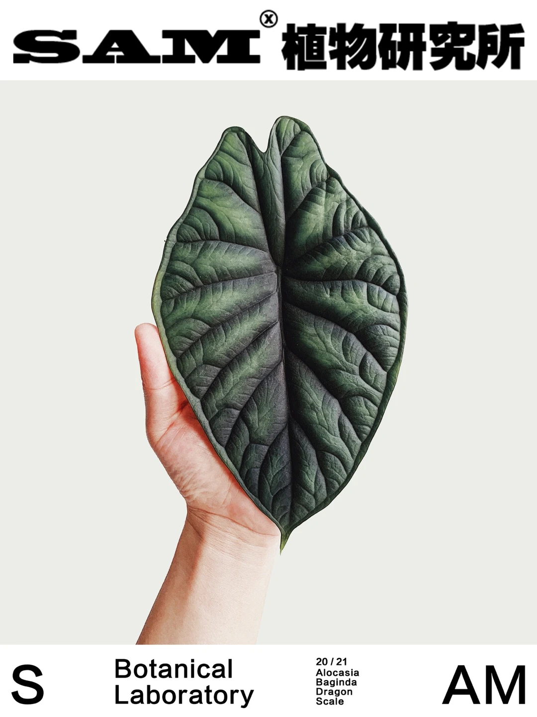 龙鳞海芋 ｜Alocasia baginda Dragon Scale