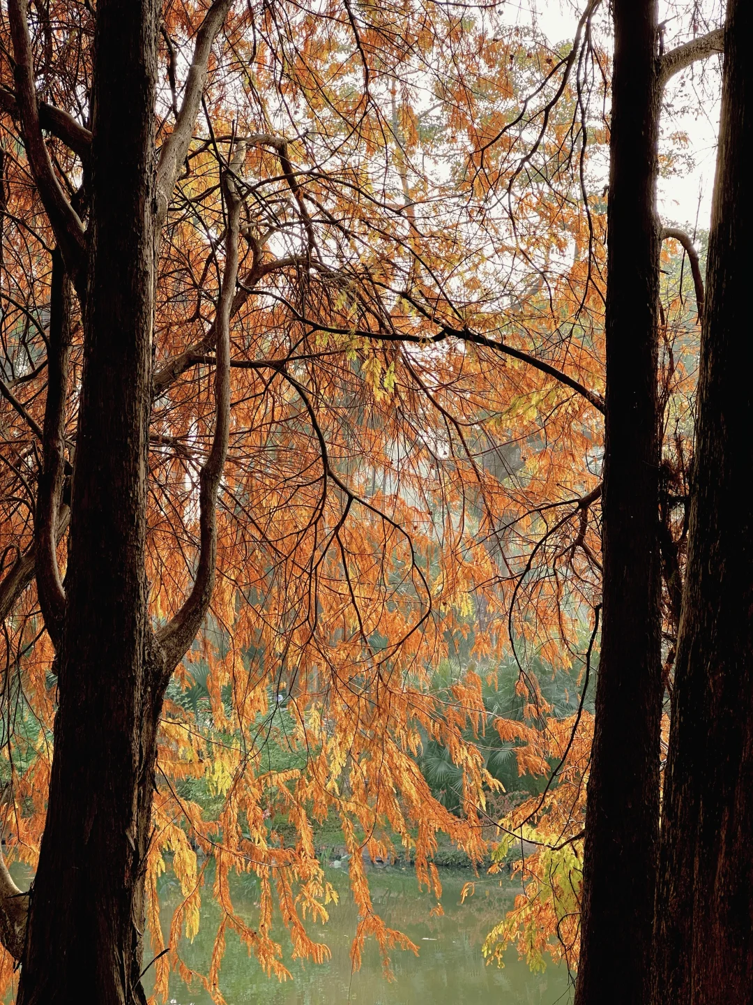 广州 落羽杉在12月熟透