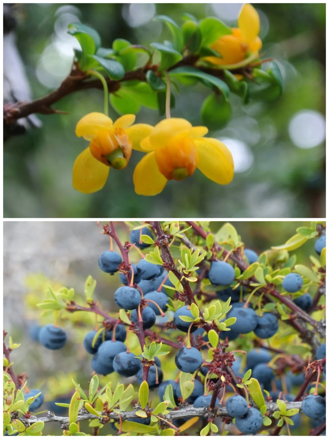 酸甜浆果～小叶小劈Berberis microphylla