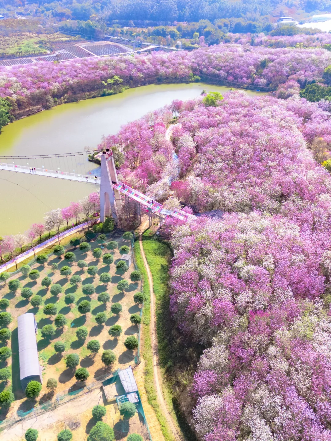 在广州！！千亩宫粉紫荆花海🌸美哭啦😭😭