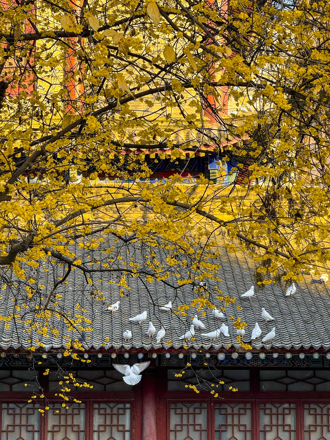 西安大兴善寺腊梅盛况…错过等一年！